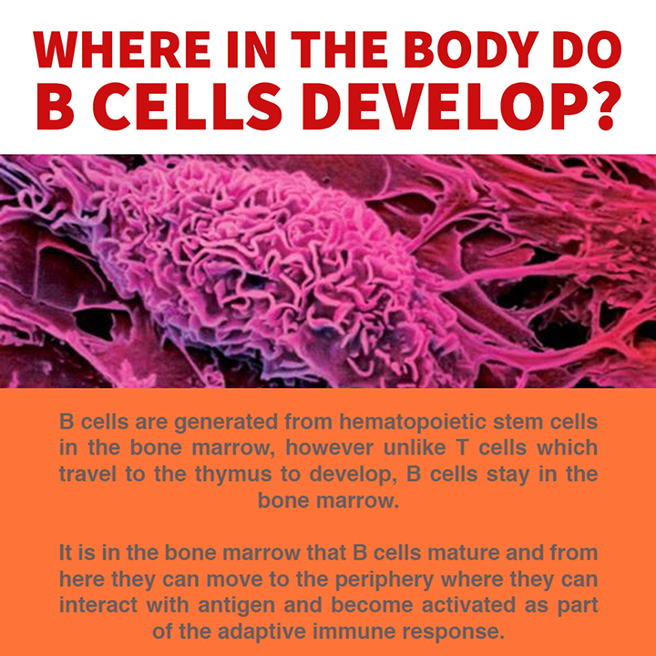 MIMR B Cell Stem cells