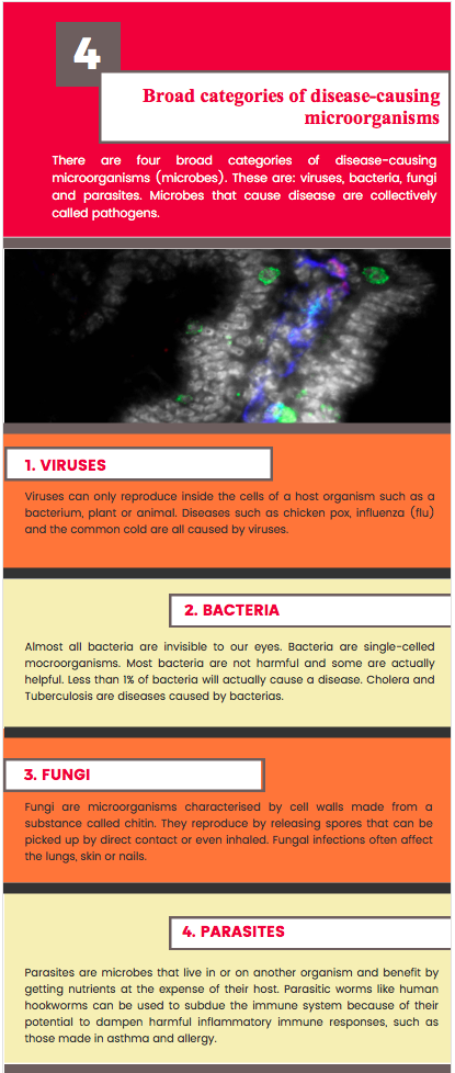 Four broad categories of disease-causing microorganisms