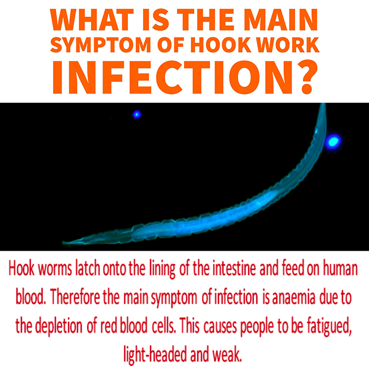 MIMR symptom hook worm infection 2